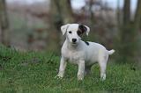 JACK RUSSEL 266